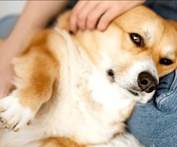 Why Pet Owners Should Be Aware of Canine and Feline Cancer Signs