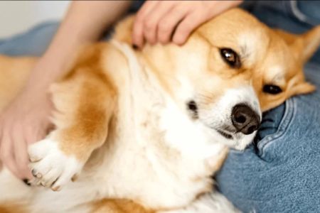 Why Pet Owners Should Be Aware of Canine and Feline Cancer Signs