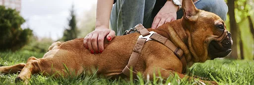 Signs Your Pet Might Have a Gastrointestinal Problem
