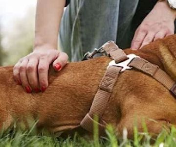 Signs Your Pet Might Have a Gastrointestinal Problem