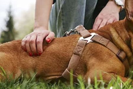 Signs Your Pet Might Have a Gastrointestinal Problem