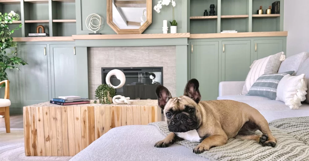 Pet-Friendly Home Decor Ideas: Stylish and Practical for You and Your Pet