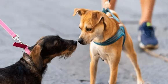 How to Stop a Dog from Attacking Other Animals: Effective Solutions