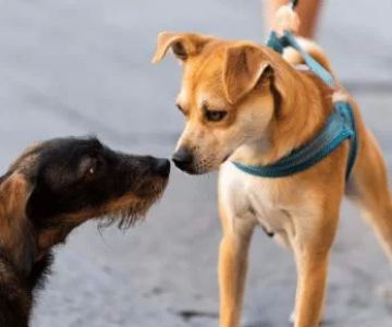 How to Stop a Dog from Attacking Other Animals: Effective Solutions