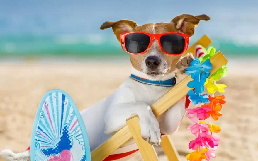Tips for Traveling with Pets Internationally: Essential Advice for a Smooth Trip