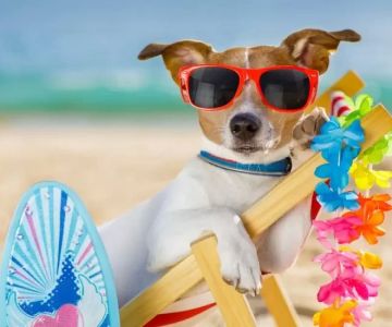 Tips for Traveling with Pets Internationally: Essential Advice for a Smooth Trip
