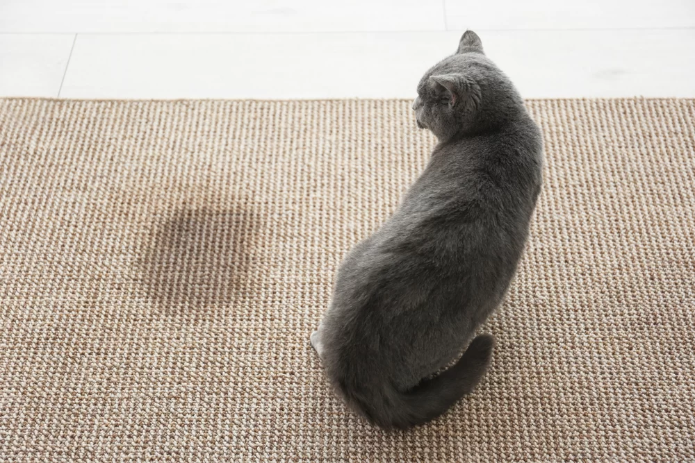 How to Stop Cats from Urinating Outside the Litter Box: Effective Solutions
