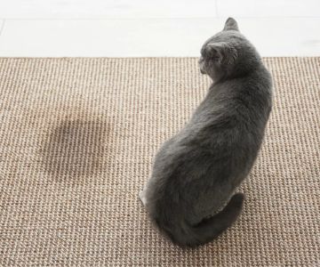 How to Stop Cats from Urinating Outside the Litter Box: Effective Solutions