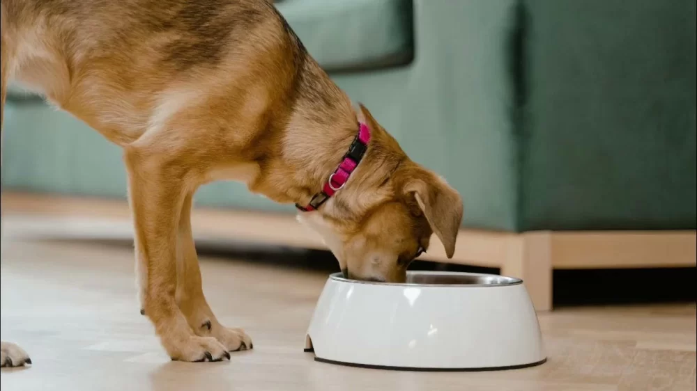 How to Train a Dog to Be Calm Around Food: Effective Techniques
