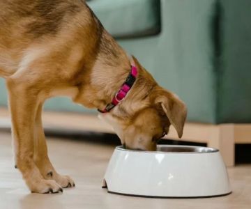 How to Train a Dog to Be Calm Around Food: Effective Techniques