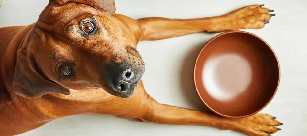 Tips for Managing a Dog That Is Always Hungry: Expert Advice