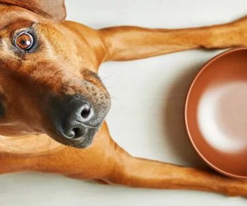 Tips for Managing a Dog That Is Always Hungry: Expert Advice