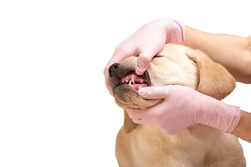 Understanding Pet Dental Diseases: Symptoms, Prevention, and Treatments