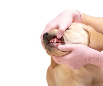 Understanding Pet Dental Diseases: Symptoms, Prevention, and Treatments