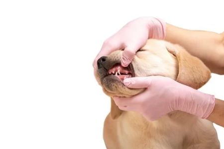 Understanding Pet Dental Diseases: Symptoms, Prevention, and Treatments