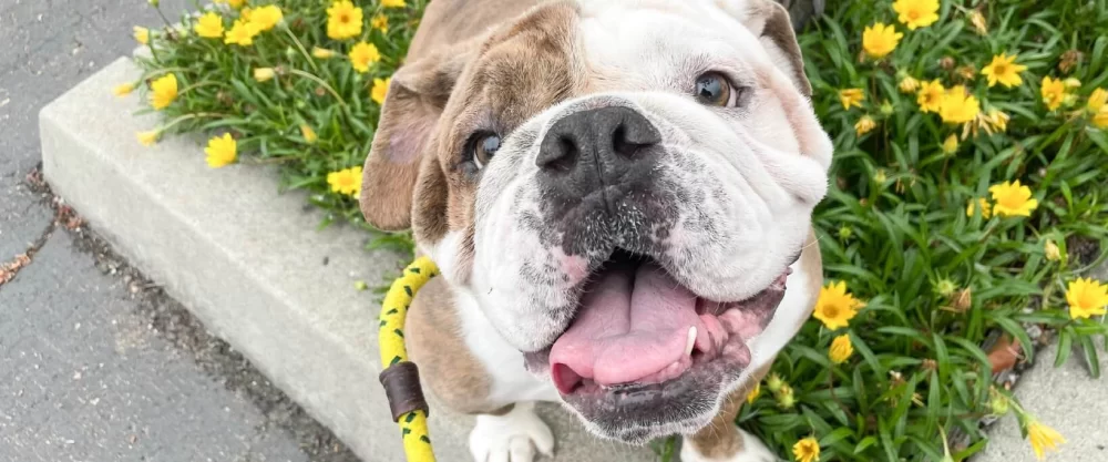 Benefits of Dog-Friendly Exercise Routines: Keeping Your Dog Fit and Healthy