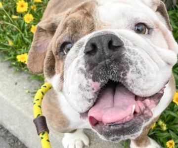 Benefits of Dog-Friendly Exercise Routines: Keeping Your Dog Fit and Healthy