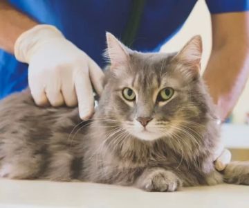 The Importance of Routine Blood Work for Pets: Ensuring Their Health and Well-being