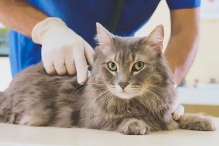 The Importance of Routine Blood Work for Pets: Ensuring Their Health and Well-being