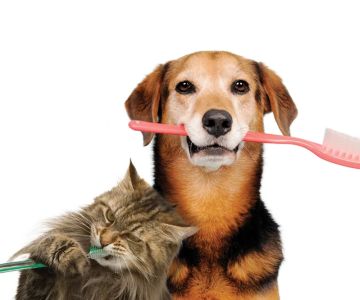 How to Effectively Handle Pet Dental Emergencies and Ensure Your Pet's Well-being