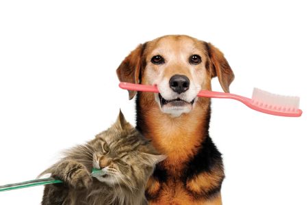 How to Effectively Handle Pet Dental Emergencies and Ensure Your Pet's Well-being