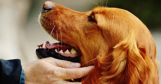 How to Effectively Manage Pain in Older Pets and Improve Their Quality of Life