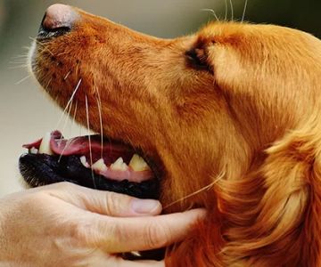 How to Effectively Manage Pain in Older Pets and Improve Their Quality of Life