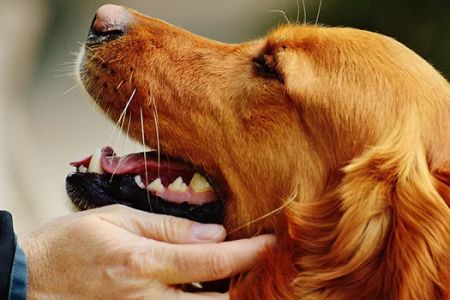 How to Effectively Manage Pain in Older Pets and Improve Their Quality of Life