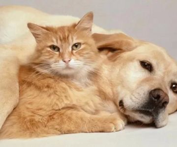 Understanding the Benefits of Pet Health Insurance in the U.S. for Your Pet's Future
