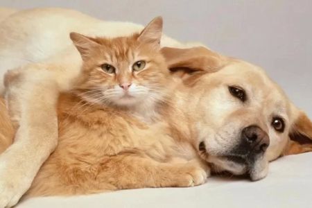 Understanding the Benefits of Pet Health Insurance in the U.S. for Your Pet's Future