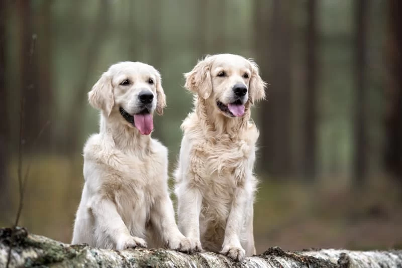 Benefits of Adopting a Second Pet: Why It's a Great Idea