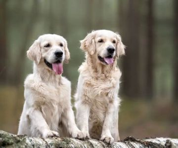 Benefits of Adopting a Second Pet: Why It's a Great Idea