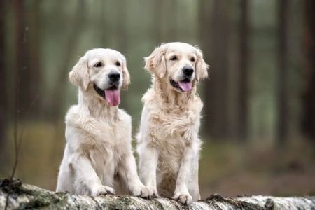 Benefits of Adopting a Second Pet: Why It's a Great Idea