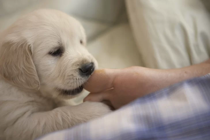 How to Train a Puppy Not to Bite: Expert Tips and Techniques