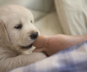 How to Train a Puppy Not to Bite: Expert Tips and Techniques