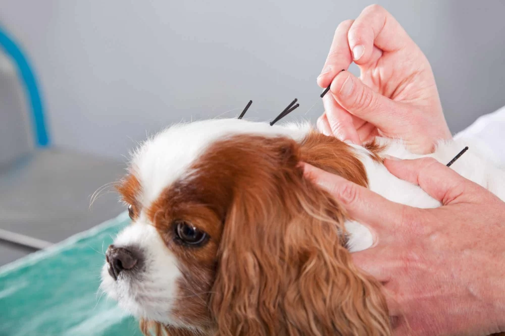 Benefits of Dog Acupuncture Therapy for Health and Wellness