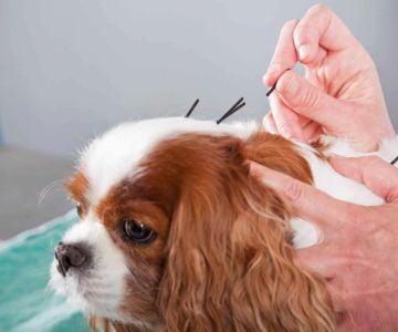 Benefits of Dog Acupuncture Therapy for Health and Wellness