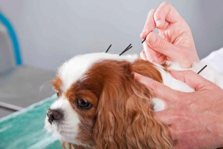 Benefits of Dog Acupuncture Therapy for Health and Wellness