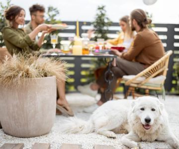How to Create a Pet-Friendly Outdoor Space for Your Furry Friends