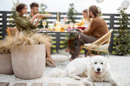 How to Create a Pet-Friendly Outdoor Space for Your Furry Friends