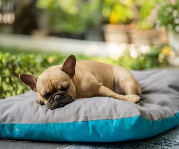 How to Stop Your Dog from Chasing Its Tail – Practical Solutions