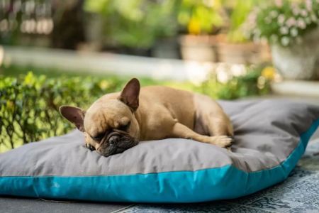 How to Stop Your Dog from Chasing Its Tail – Practical Solutions