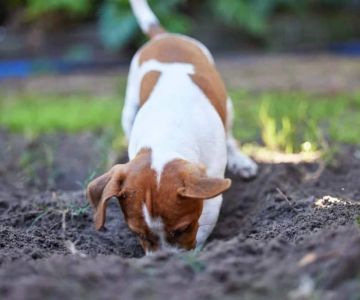 How to Teach a Dog to Stop Digging Up the Yard – Proven Tips