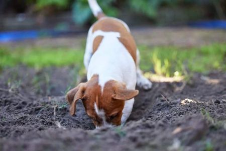 How to Teach a Dog to Stop Digging Up the Yard – Proven Tips