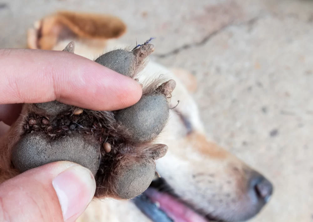 How to Protect Your Pet from Ticks – Essential Tips for Pet Owners