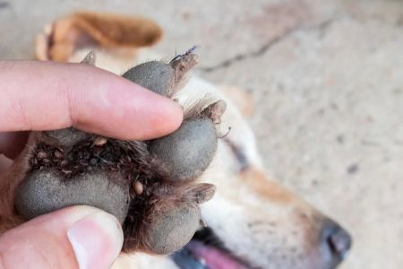 How to Protect Your Pet from Ticks – Essential Tips for Pet Owners