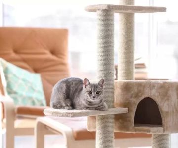 Best Cat Trees for Indoor Cats – The Ultimate Guide for Your Feline Friend