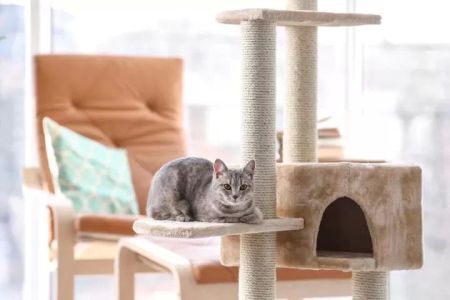 Best Cat Trees for Indoor Cats – The Ultimate Guide for Your Feline Friend