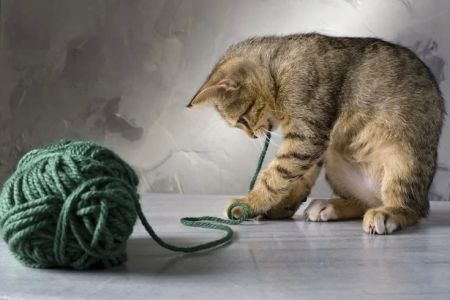 Why Do Cats Always Play with Strings and How to Stop It?
