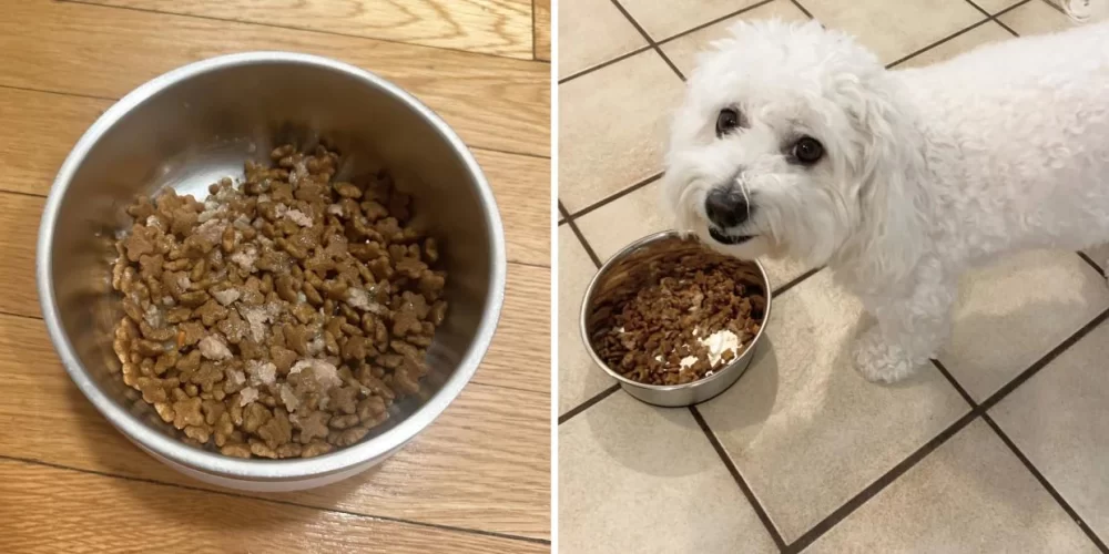 Top Pet Food Brands for Puppies: Best Nutrition for Your New Pup
